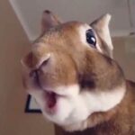 Cute Bunny eating banana in slow motion)