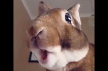 Cute Bunny eating banana in slow motion)