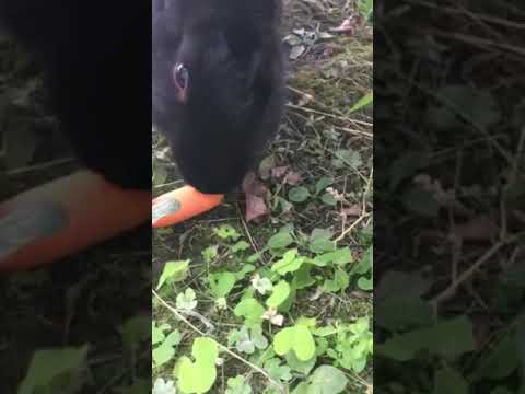 Feeding a Rabbit Carrots *CUTE*