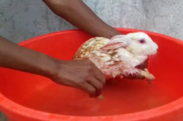 cuet bunny rabbit washing video