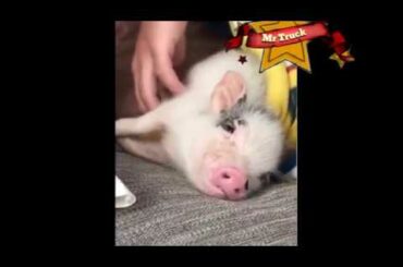 Cute Baby Animals Videos Compilation Cute Moment of The Animals 5