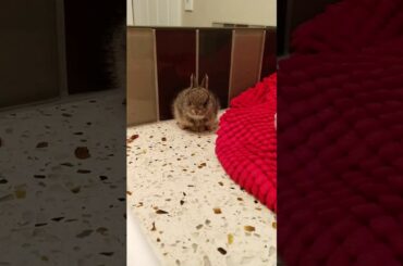 Tu Tu bunny booplesnoot licks his chops