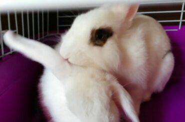 Conejos amorosos felices! Cute bunnies, funny rabbits 💕🐰🐇