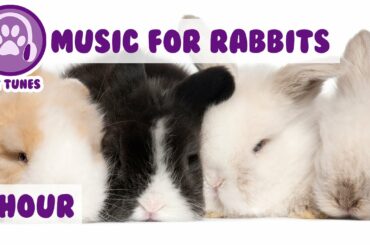 Music for Bunny Rabbits - Calming Music for Your Pet Rabbit.
