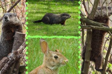 Woodchuck climbing a bush and a cute Eastern Cottontail Rabbit ~ Bellingham Ma