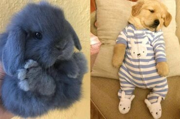 Cute baby animals Videos Compilation cutest moment of the animals - Soo Cute! #94