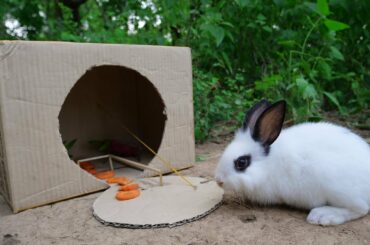 Creative DIY Rabbit Trap Using Paper in 7 Minutes