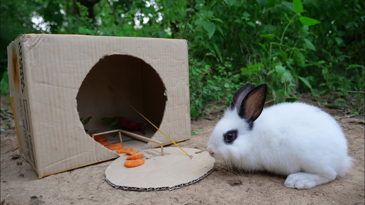 Creative DIY Rabbit Trap Using Paper in 7 Minutes