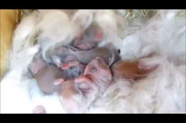 Baby angora bunnies less than 24 hours old. 75% German angora and 25% English angora Vienna marked.
