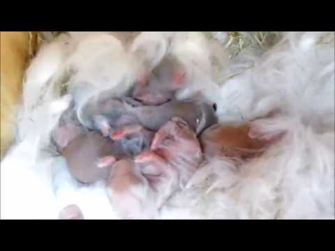 Baby angora bunnies less than 24 hours old. 75% German angora and 25% English angora Vienna marked.