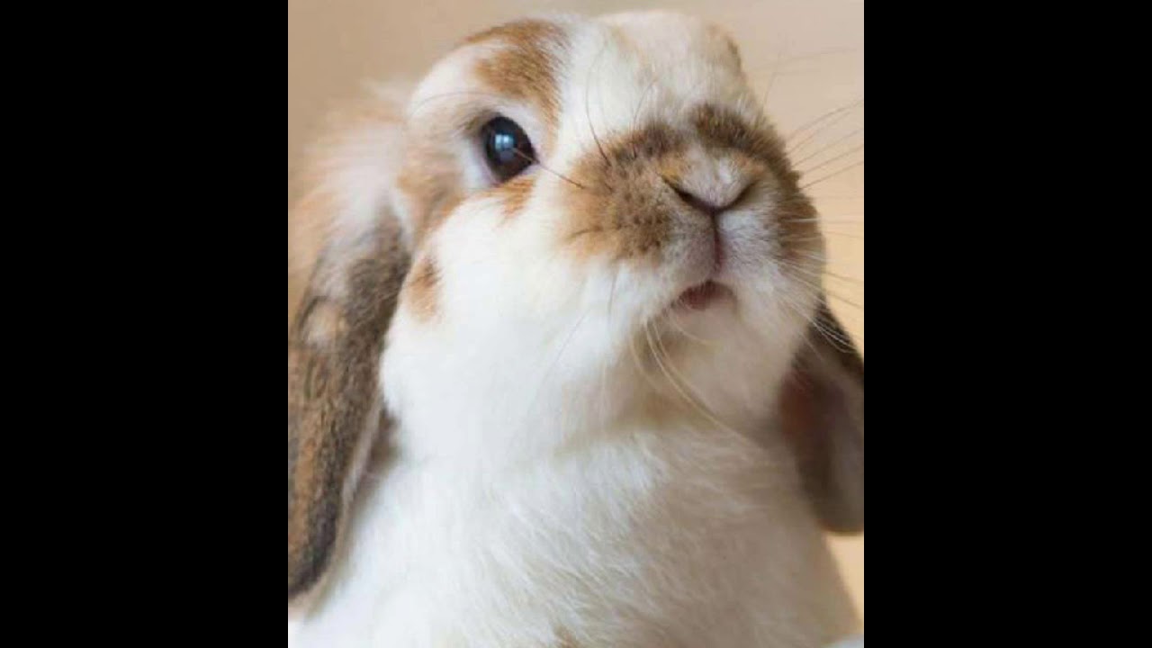 Cute Bunny Pictures I Found Online