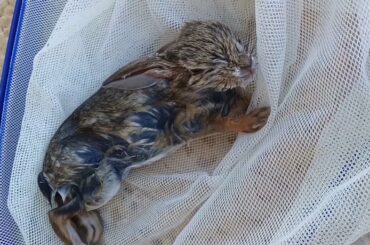 A BABY BUNNY WAS DROWNING! I Saved it.
