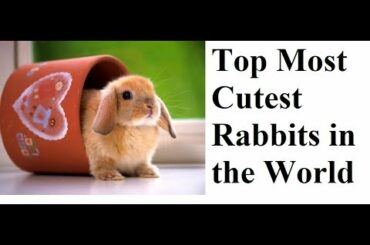 Top Most Cutest Rabbits in the World