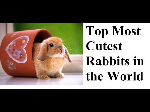 Top Most Cutest Rabbits in the World