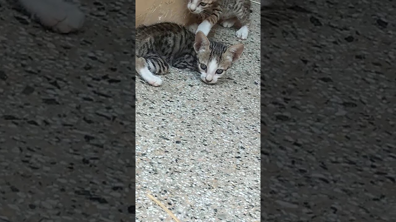 Newborn Baby Cats Snuggle and Sleep