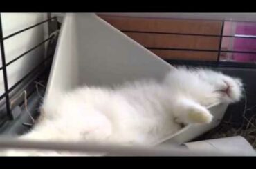 Cute rabbit dreaming