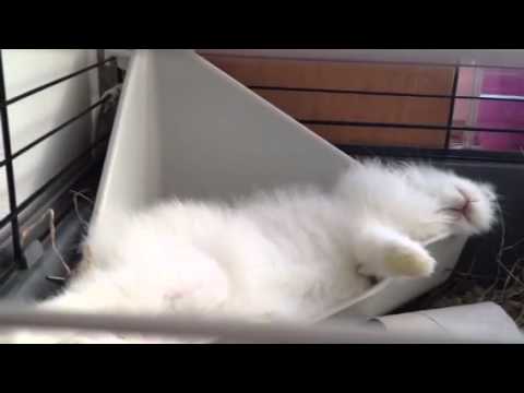 Cute rabbit dreaming