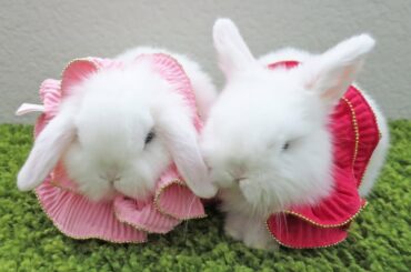 Baby Bunny Lovers Dress Up & Kiss!