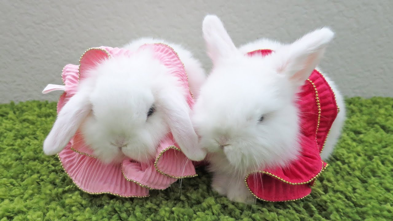 Baby Bunny Lovers Dress Up & Kiss!
