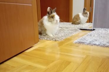 Funny Animals - Cute Jumping Rebbit - Sweet Bunny Dusko - The Funniest Bunny Video