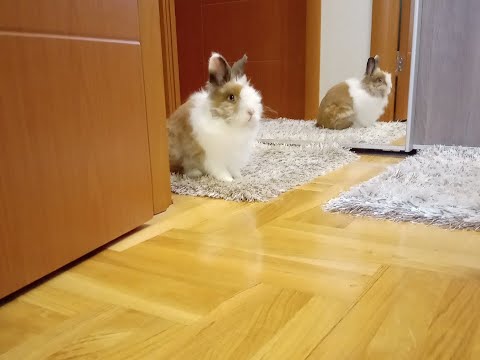 Funny Animals - Cute Jumping Rebbit - Sweet Bunny Dusko - The Funniest Bunny Video