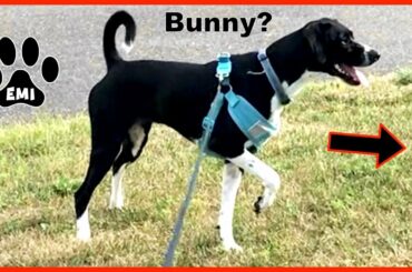 Emi goes for a Walk and Points at a Bunny! Cute Dog Video from Emi's World