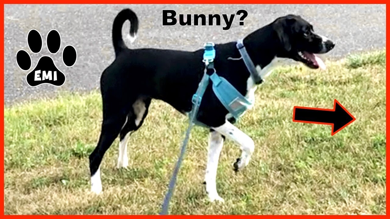 Emi goes for a Walk and Points at a Bunny! Cute Dog Video from Emi's World