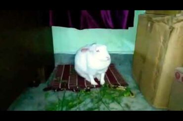 My Cute Female Rabbit Makeup Time | Funny Rabbit Reactions |