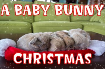 A Baby Bunny Christmas (UPDATED - viewable worldwide)
