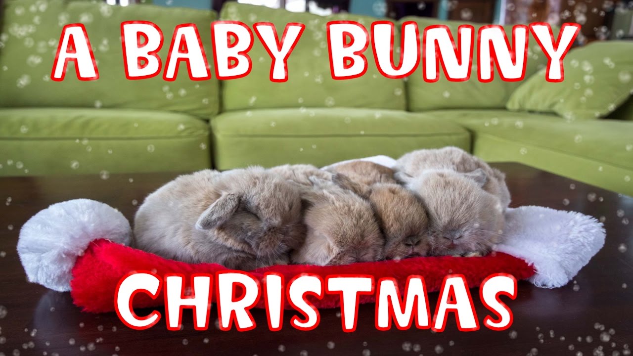 A Baby Bunny Christmas (UPDATED - viewable worldwide)