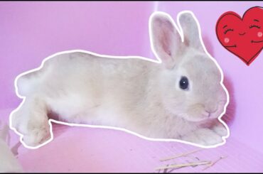 The Early Days of Our Young Bunnies - Netherland Dwarf Rabbits