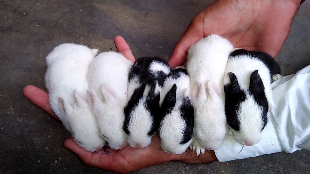 Baby bunnies day 12