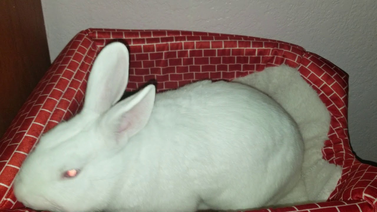 🐇Mi Conejita Bunny Rabbit🐇