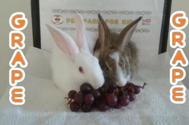 RABBİT EATİNG GRAPE ASMR & RABBİT ROMEO AND JULİET