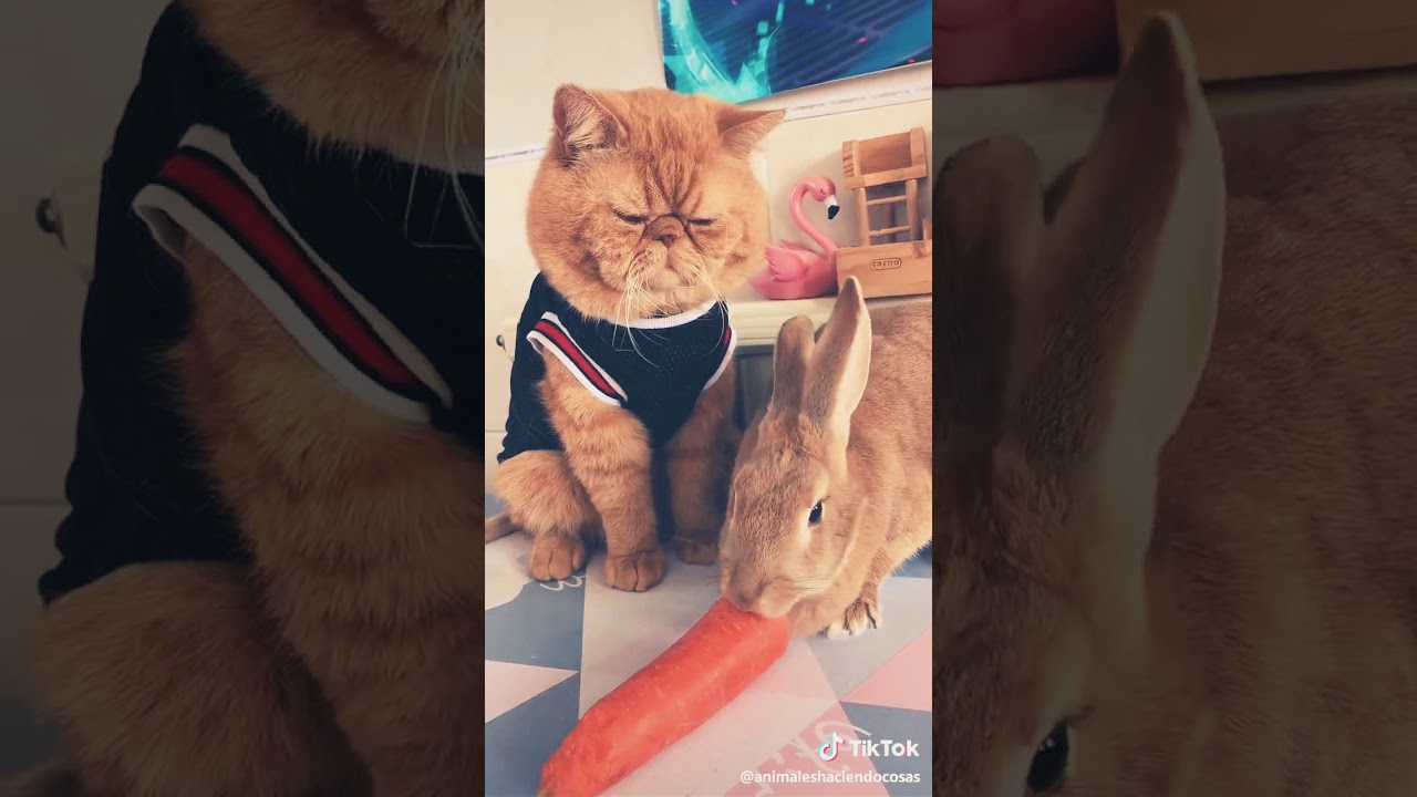 Cute cat and rabbit