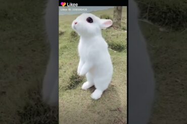 Cute rabbit eating carrot. Likee