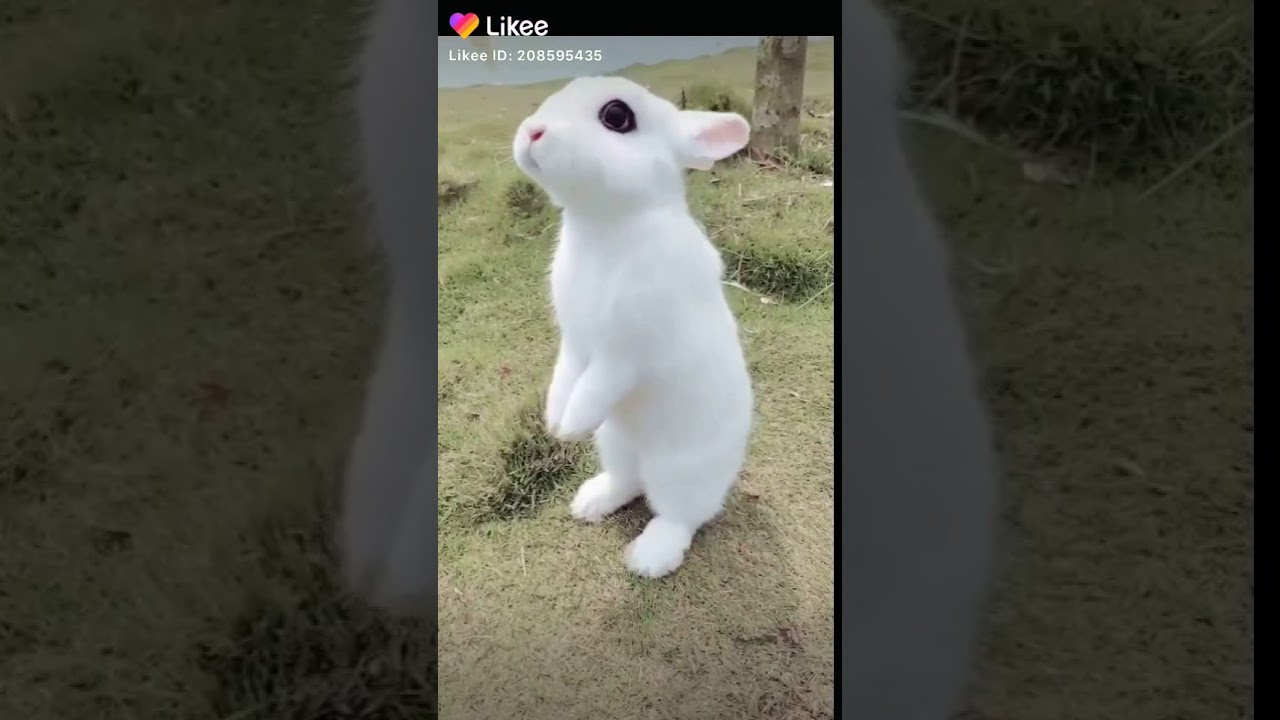 Cute rabbit eating carrot. Likee