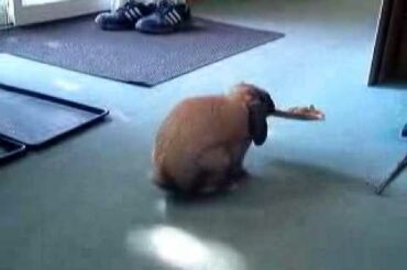 Cute Rabbit Carrying Paper.WMV