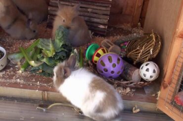 These babies are very cute!