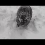 Cute Bunny Playing in Snow