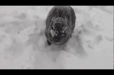 Cute Bunny Playing in Snow
