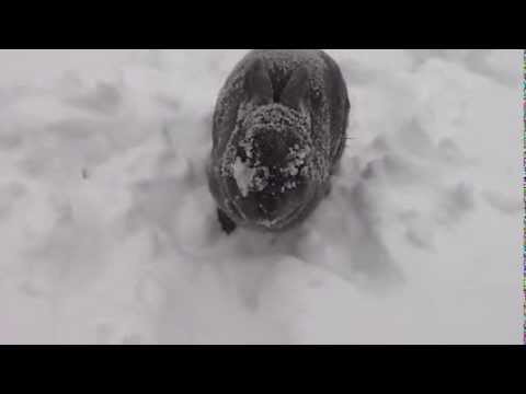 Cute Bunny Playing in Snow