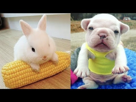 Animals SOO Cute! Cutest baby animals Videos Compilation cutest moment of the animals #1