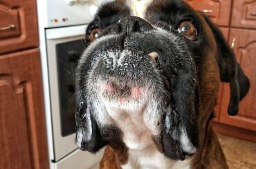 Cute boxer Dog shows Bunny and gets a yummy