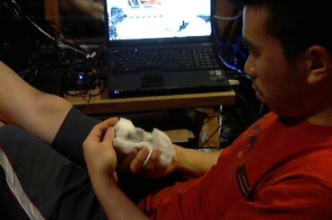 Cute Albino Bunny Rabbit