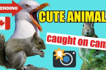Cute Animals caught on cam