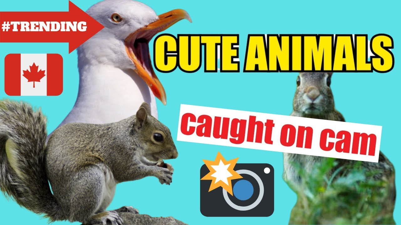 Cute Animals caught on cam