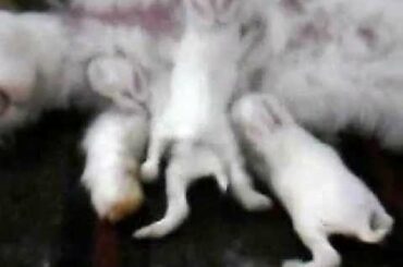 2 week old cute Baby German Angora Rabbit