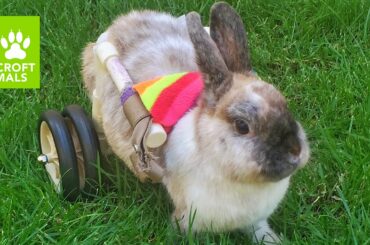 Roller Rabbit Finds Love: CUTE AS FLUFF