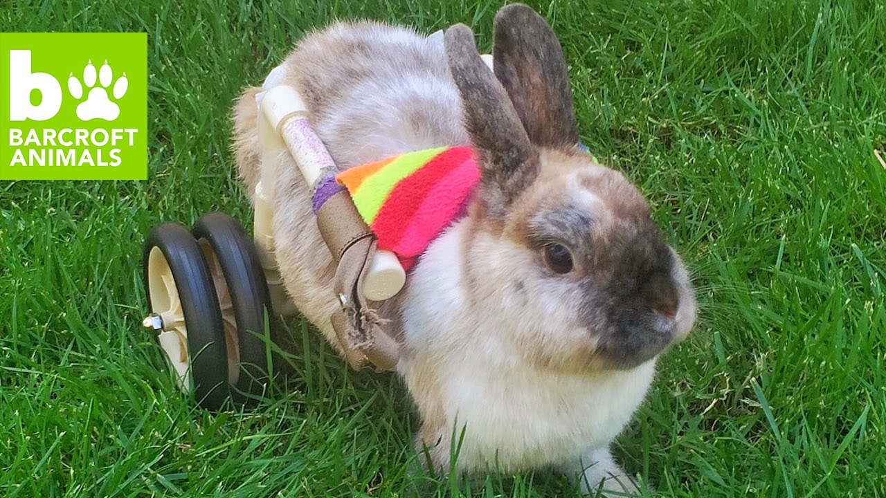 Roller Rabbit Finds Love: CUTE AS FLUFF